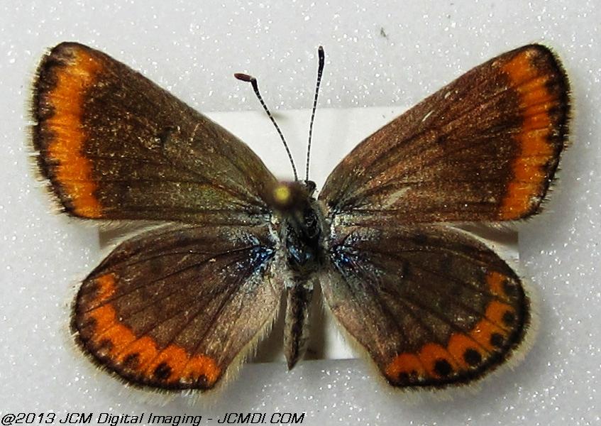 Plebejus melissa (The Melissa Blue, Kern Co, Lake Isabella area)